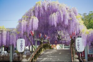 投稿についてもっと詳しく 中山大藤まつり2026はいつが見頃？駐車場・アクセス・ライトアップを柳川目線で整理