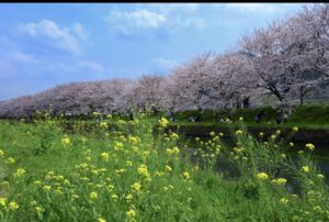 投稿についてもっと詳しく 筑後地区の桜おすすめ10選｜ライトアップ時間つきで見やすく整理【2026年版】