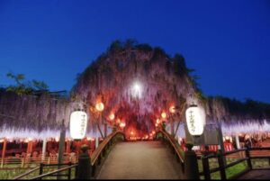 投稿についてもっと詳しく 【2026】福岡・藤まつり攻略｜黒木と中山の大藤を120%楽しむコツ